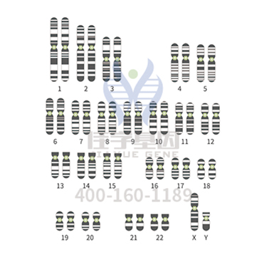 <b>【佳学基因检测】高密度芯片突变检测EPHA3有突变，结果准确吗？</b>